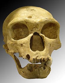 Neanderthal